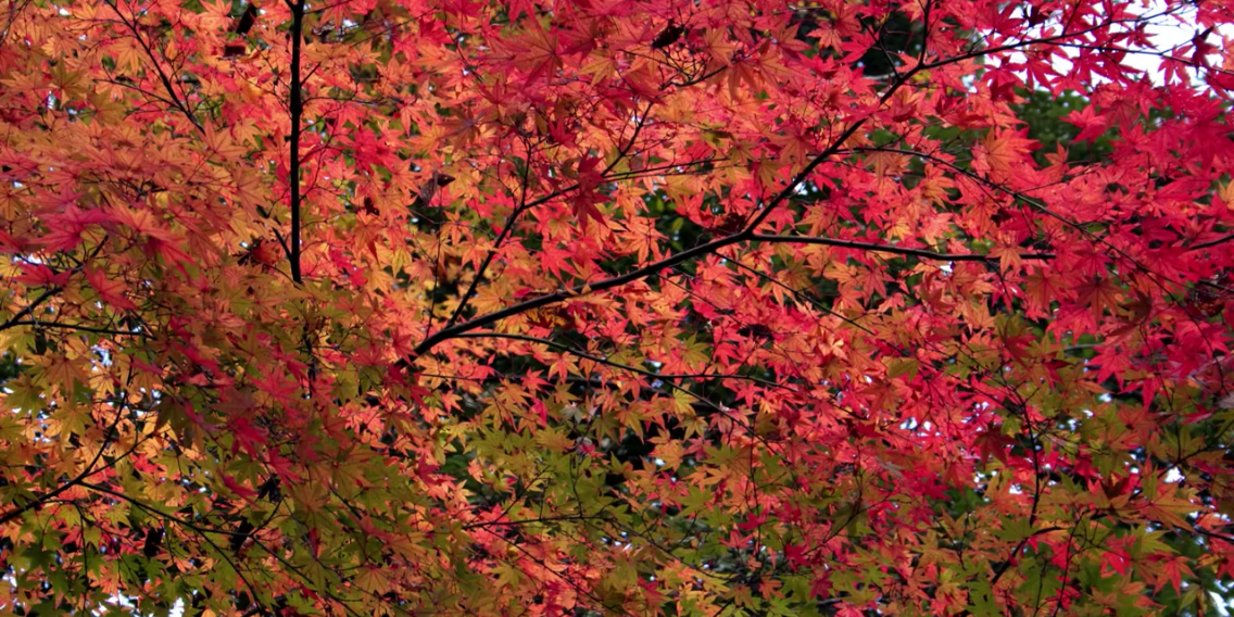 radius_fidibus's profile banner image