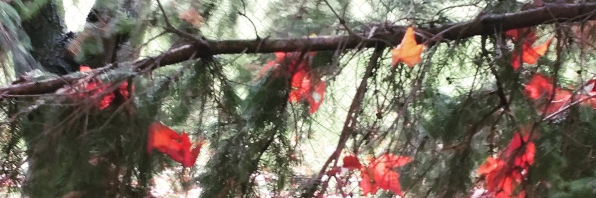 CSGauthier1's profile banner image