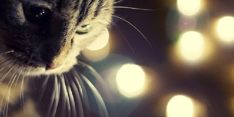 KatrinaCherevko's profile banner image