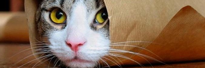 thecat2899's profile banner image