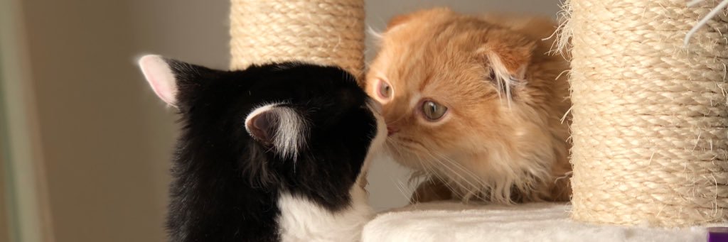 ちゃん𝕏とも banner