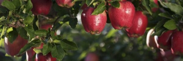 MartinsApples Profile Banner
