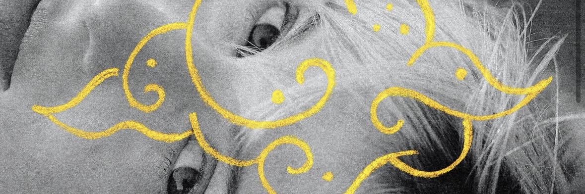 beccatthorn's profile banner image