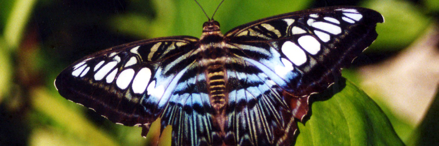 Cynthia Nichols banner