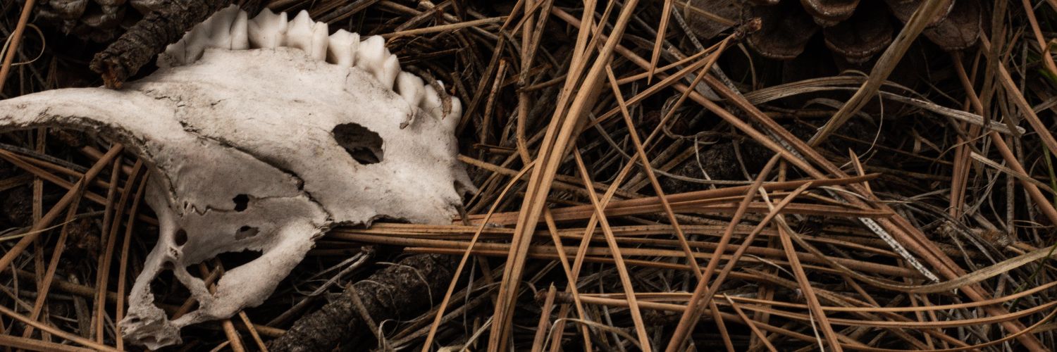 Benjammin' Bong Hits banner