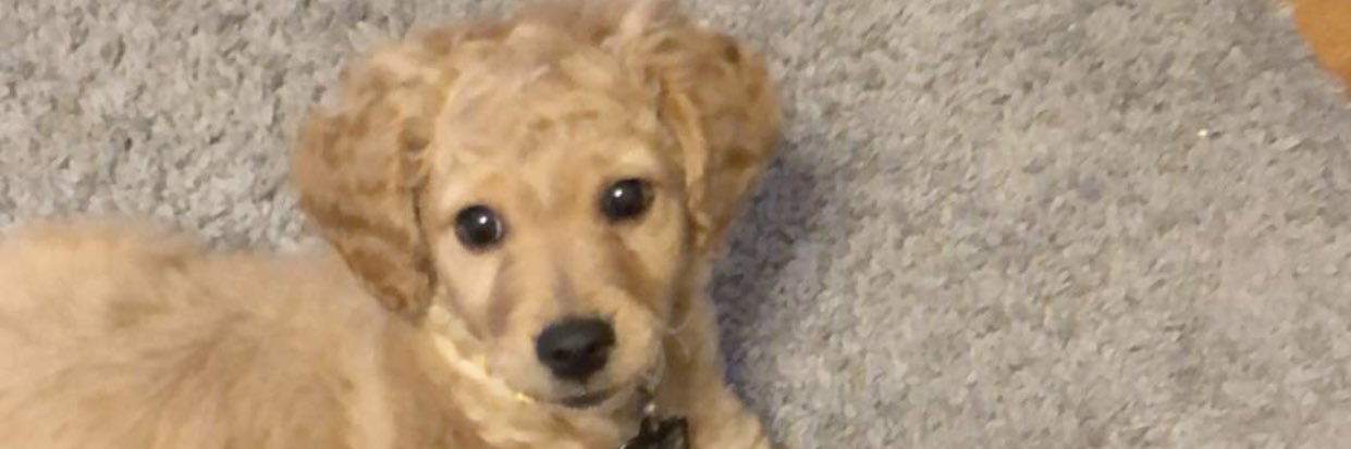 sweetcarolinee4's profile banner image