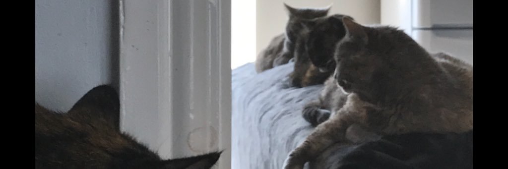 Eilidgh's profile banner image