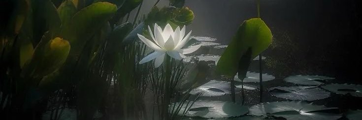 _neslis's profile banner image