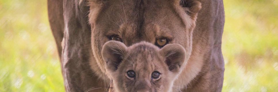 AMIRAPEDERNALES's profile banner image