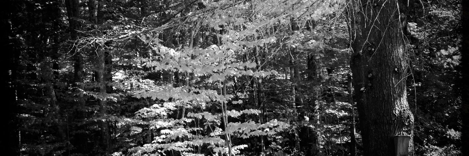 feather1964's profile banner image