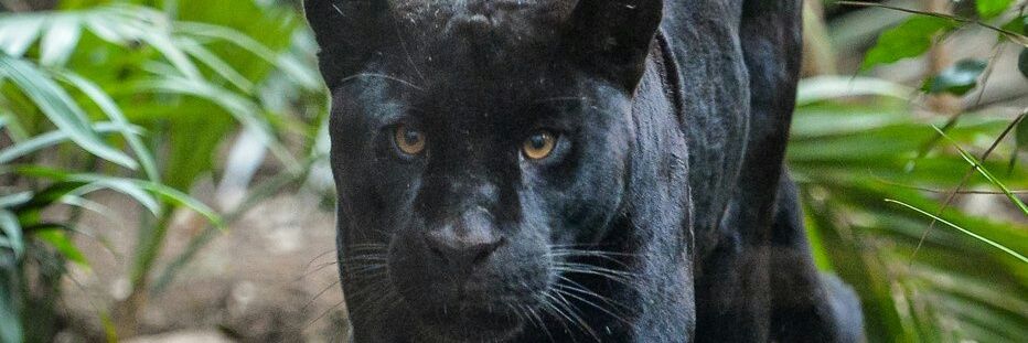 Apesey ♥s Kauto Star 💜💚💛 banner