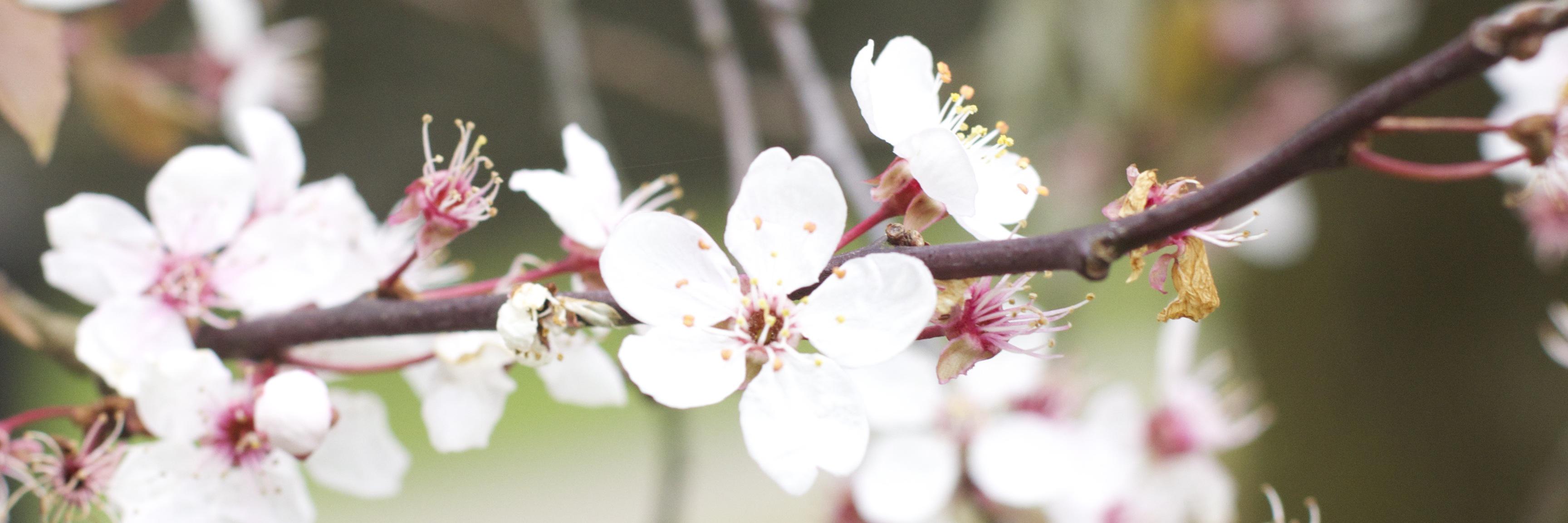 Emma (앰마) banner