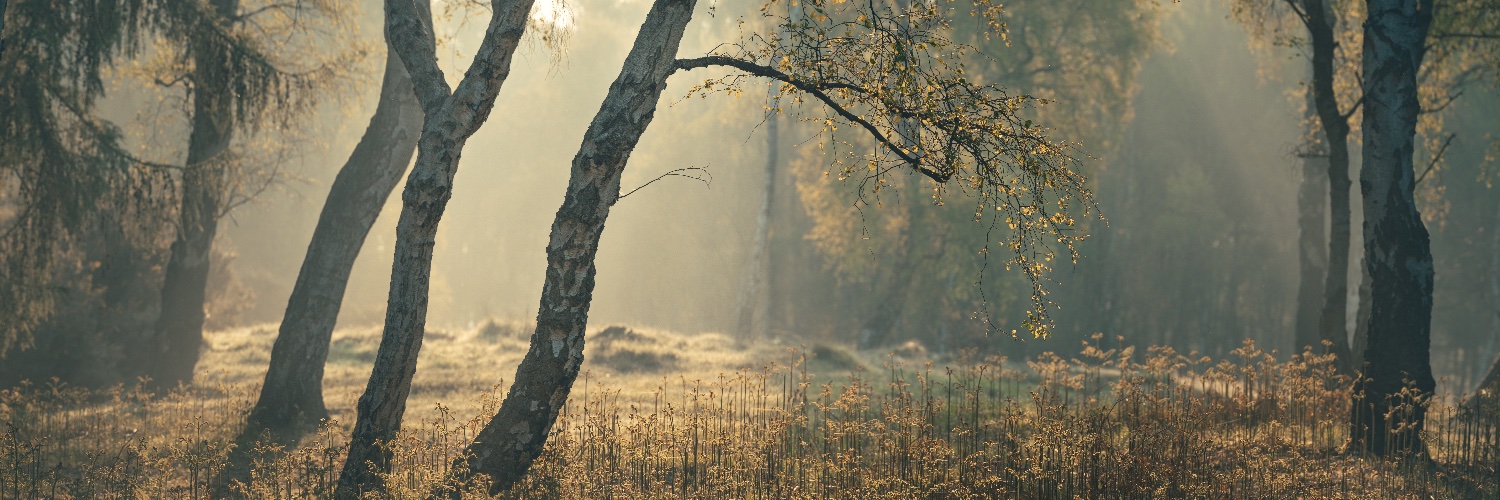 SimonTagger's profile banner image