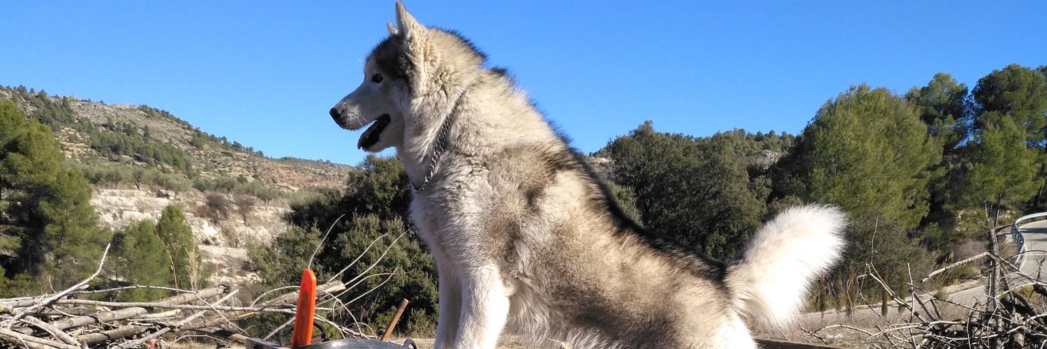 mikioltra's profile banner image