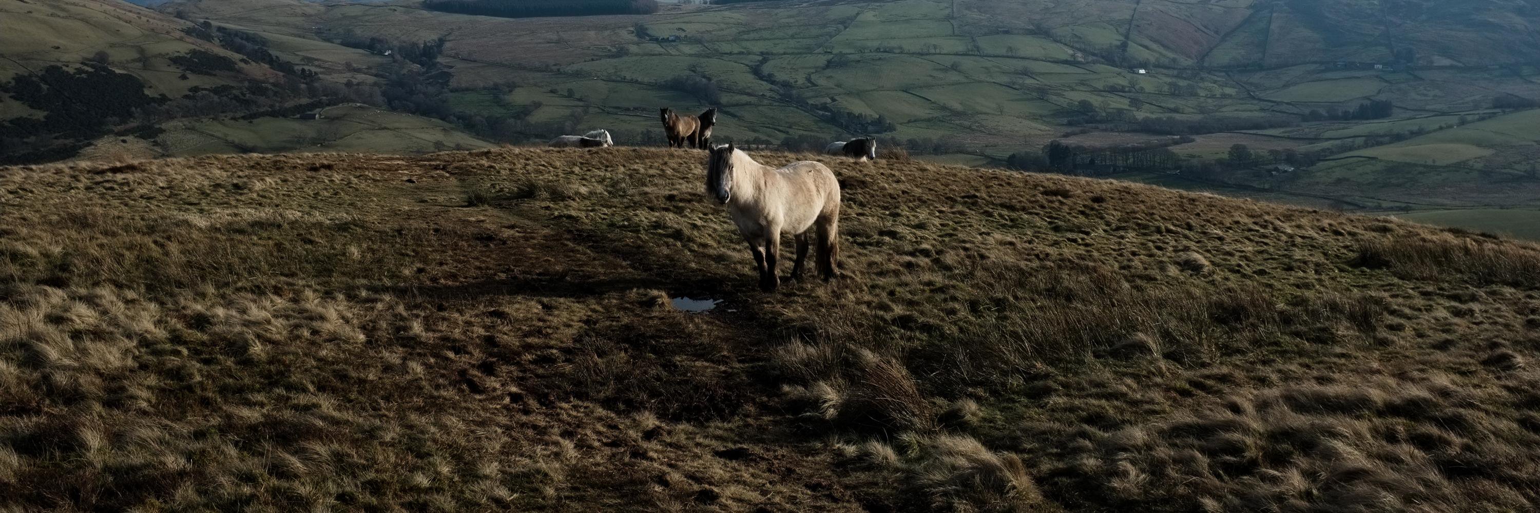 HermioneMcCosh's profile banner image