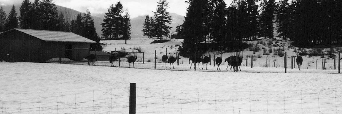Tearable_Jacki's profile banner image