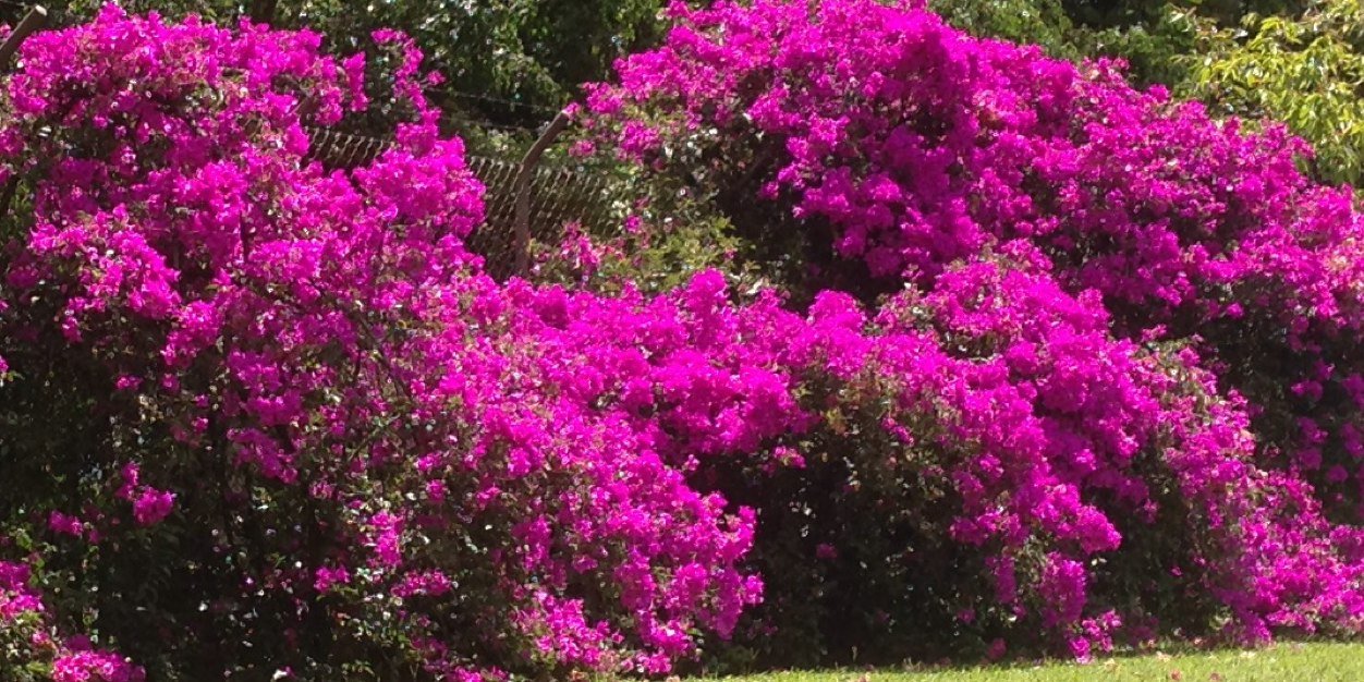 Marchelinagomez's profile banner image