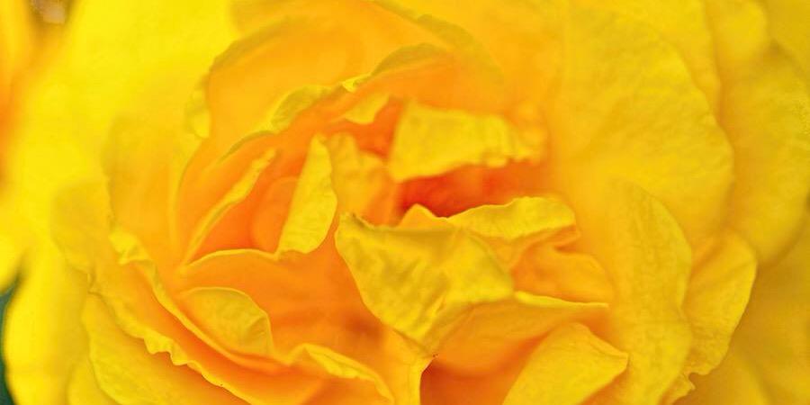 NonnieG62's profile banner image