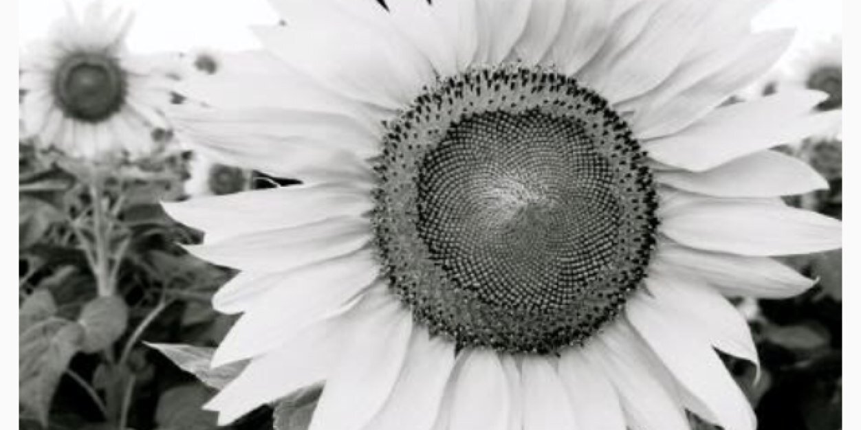 Meggzziiee_'s profile banner image