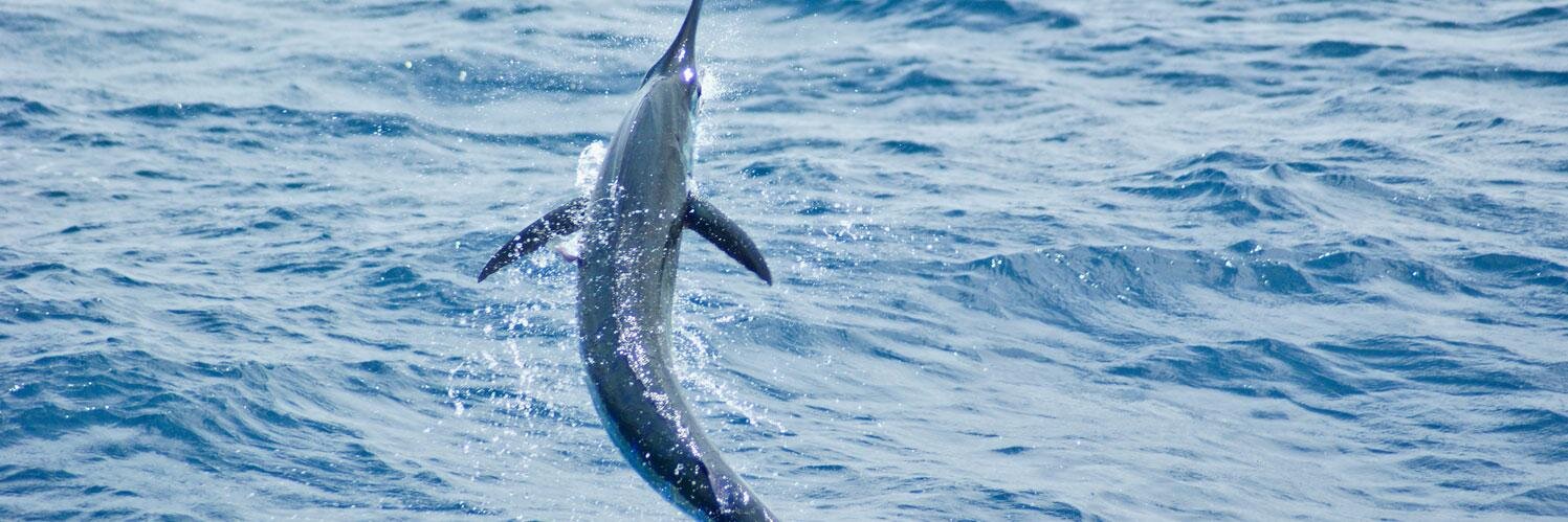 Romario Anderson banner