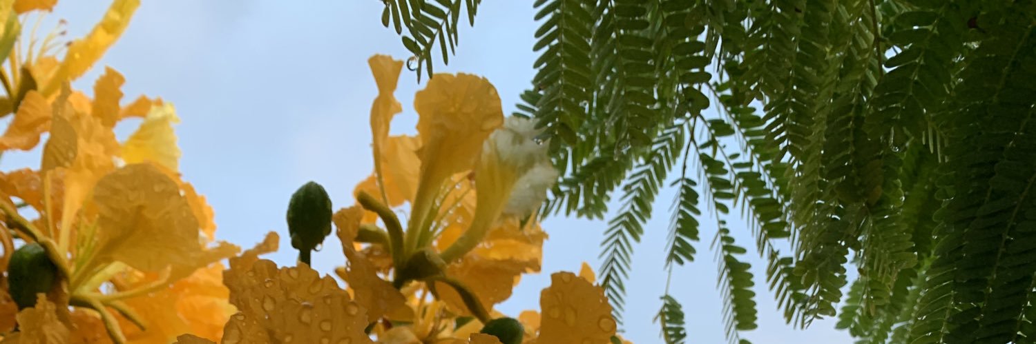 SandrineLiger's profile banner image