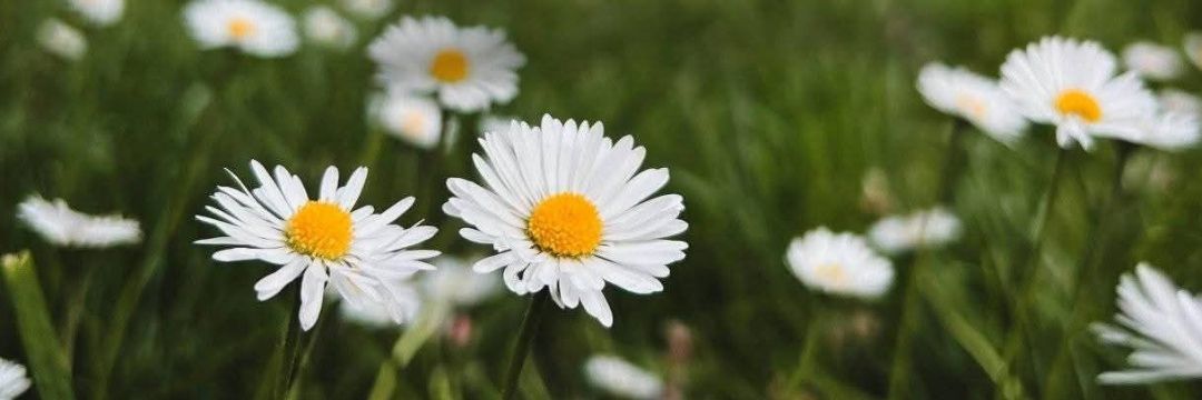 FirstaDecia's profile banner image