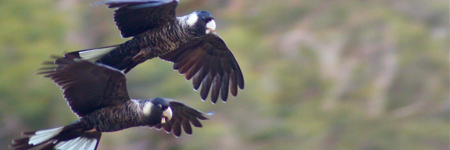 WA Forest Alliance banner