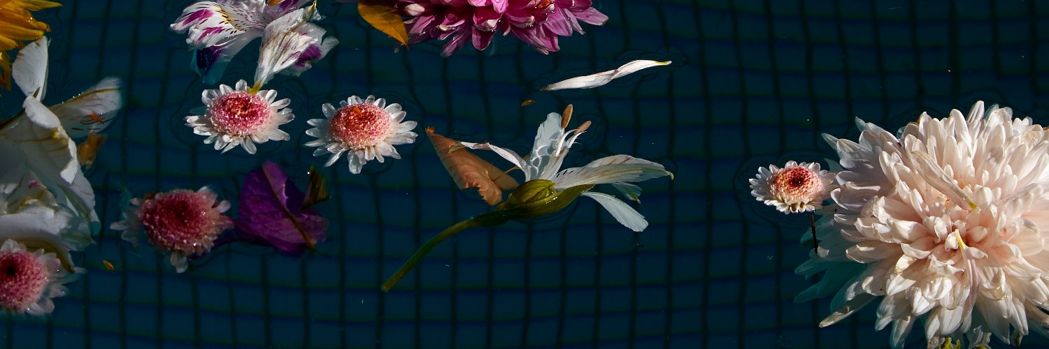 chelidipa's profile banner image