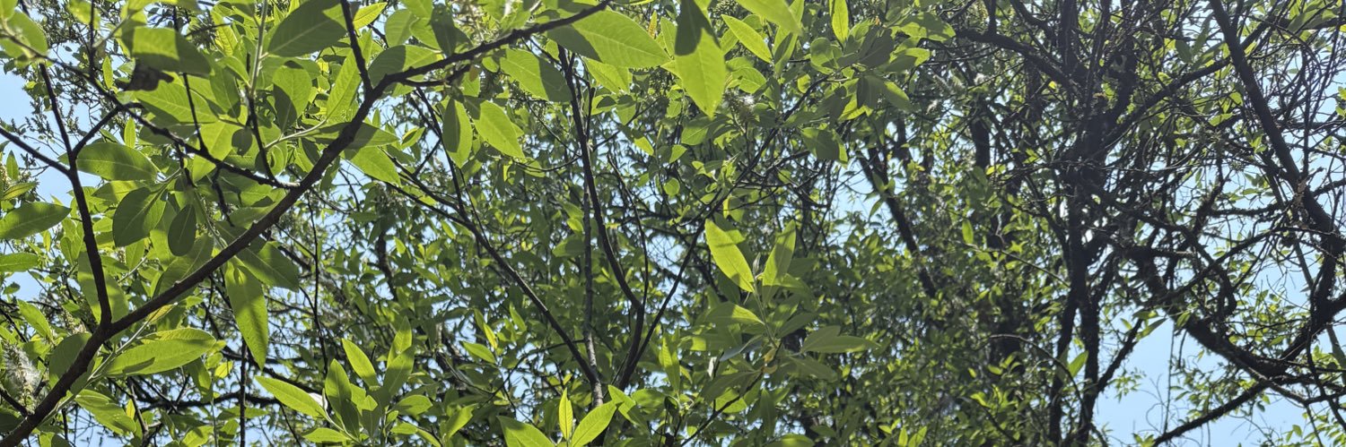 jcelforestal's profile banner image