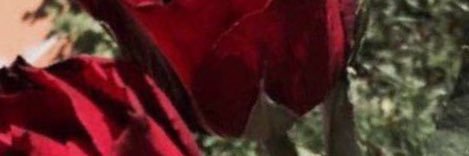 emoOonah's profile banner image