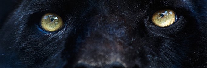 Ron banner