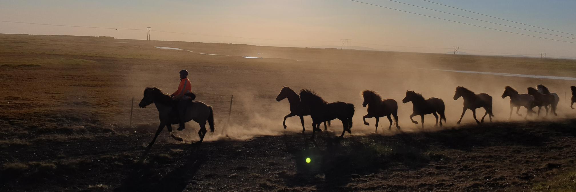 Kelly Jawerth banner