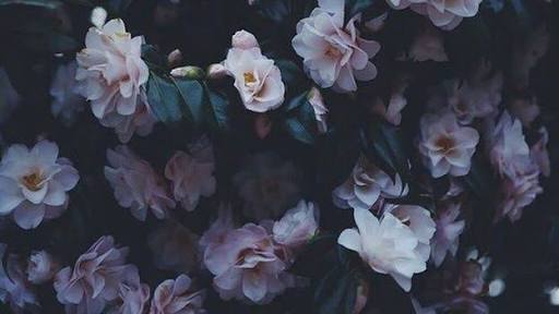 ELVenesia's profile banner image