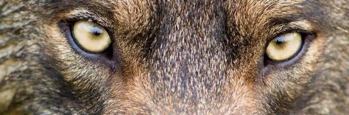 Larilla_34T's profile banner image