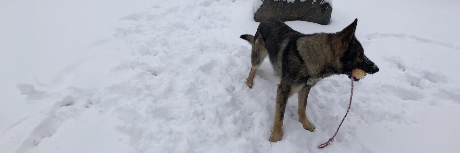 Angelo Vestieri banner