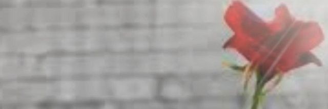 breesobers's profile banner image