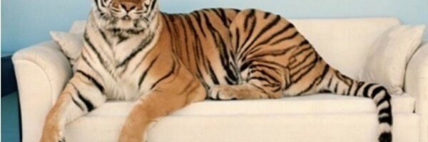 JarrydSue Profile Banner