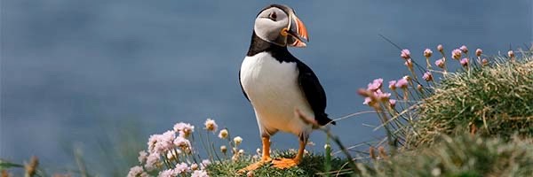 naturalists's profile banner image