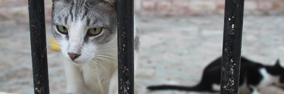 Tzipporah Johnston banner