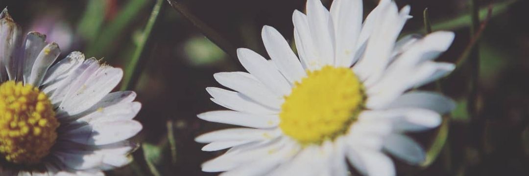 Arti banner