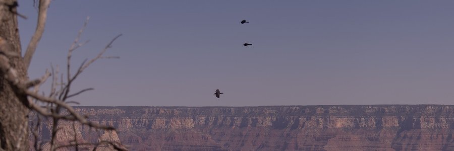 The Prodigal Psychonaut banner