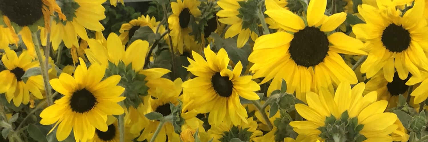 Daisy_Meows's profile banner image