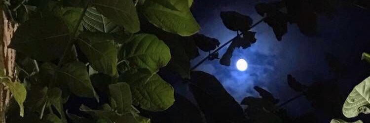 RanaHumood's profile banner image