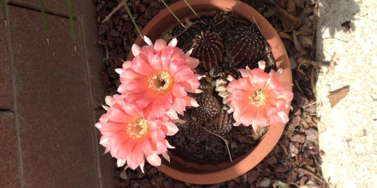 Carrie Sampson banner