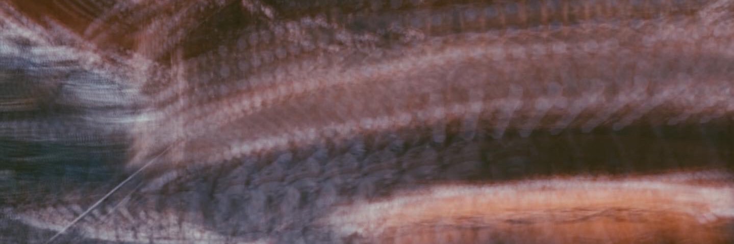 tanyazm's profile banner image