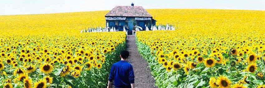 Irene Sparacello  banner