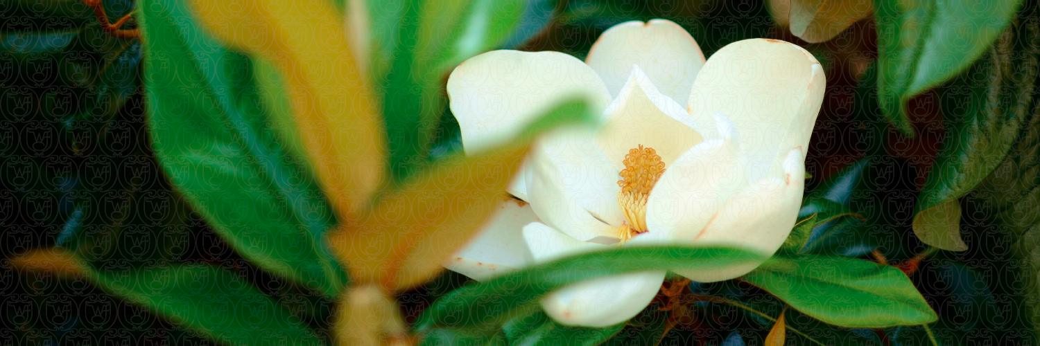 Nathan O. Hatch banner