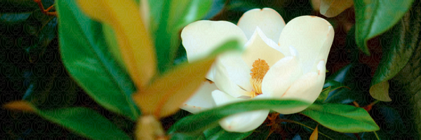 PresidentHatch Profile Banner