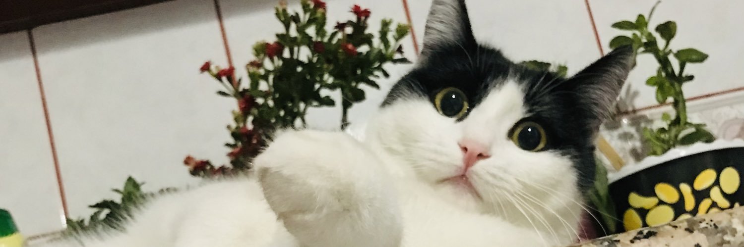 sirinucarr's profile banner image