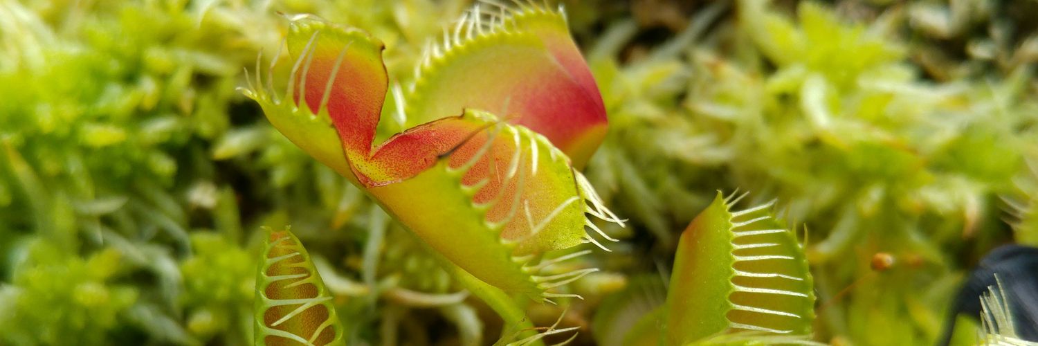 Patrick Redmond banner